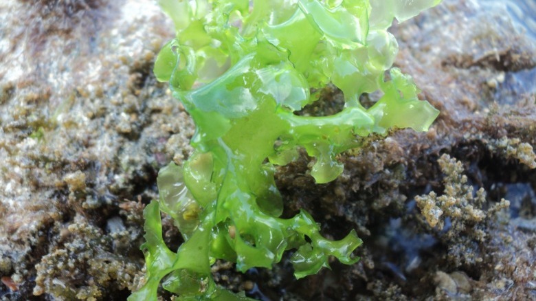 Fresh ulva lactuca