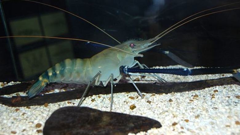 Live giant freshwater prawn