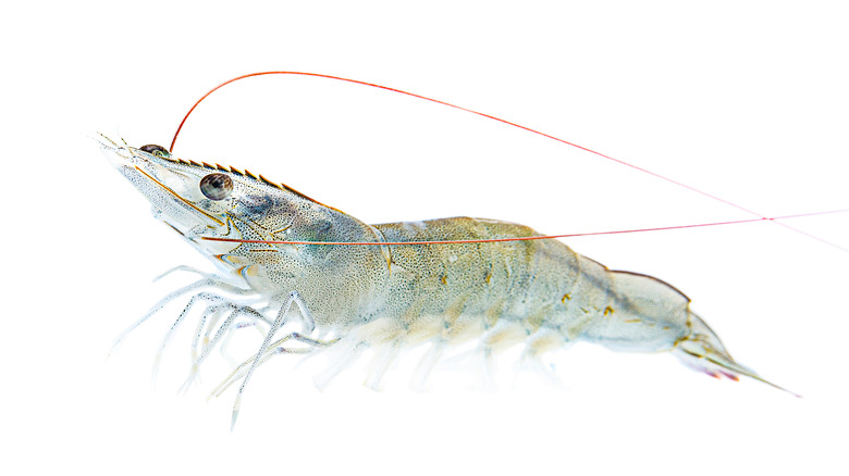 Pacific white shrimp