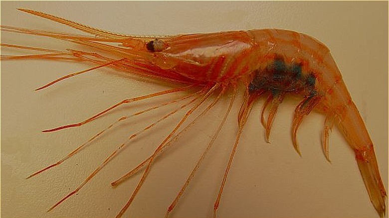 Royal red shrimp