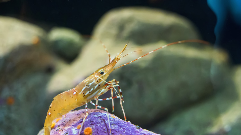 Spot shrimp perched on rock