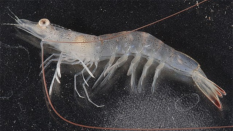 White Gulf shrimp