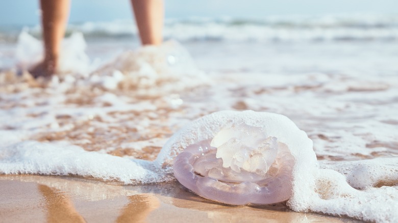 jellyfish on the beach 