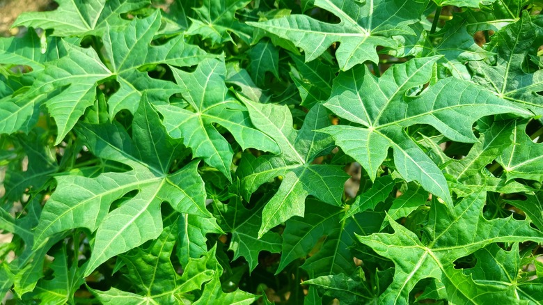 Chaya leaves on plant