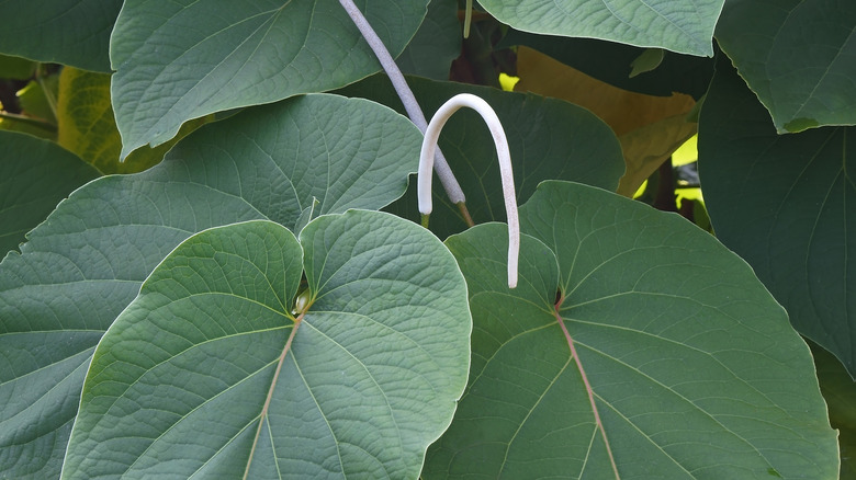 Hoja santa leaves