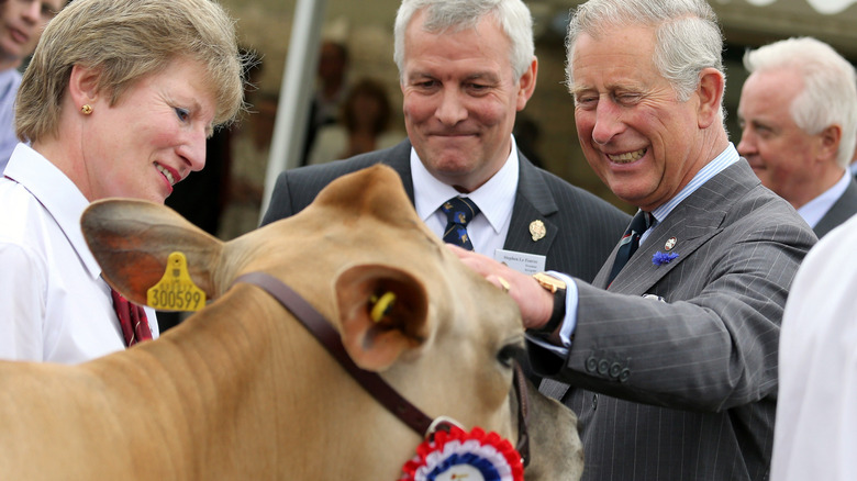 King Charles petting a cow