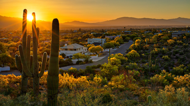 Saguaro cacti in Tucson