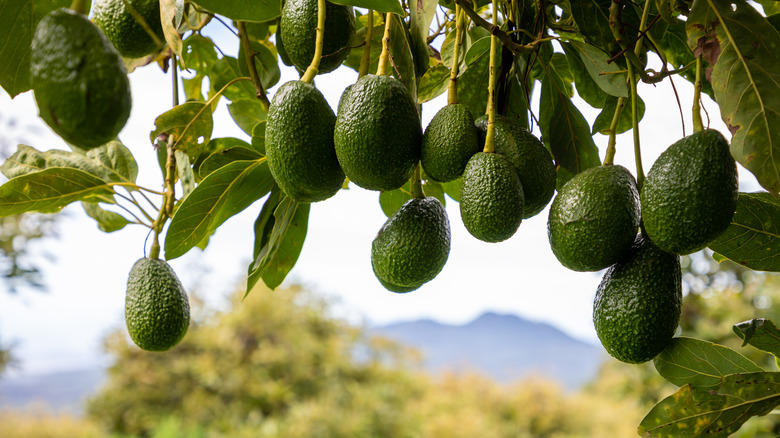 avocados on tree