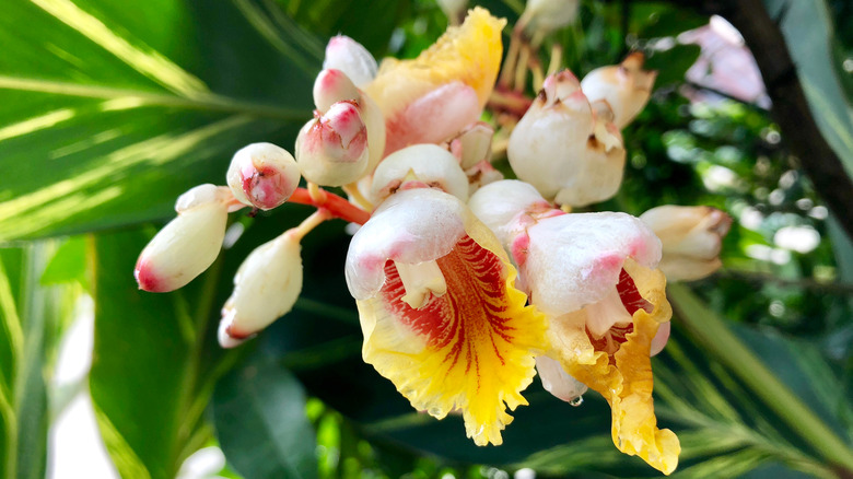 Shell ginger flowers