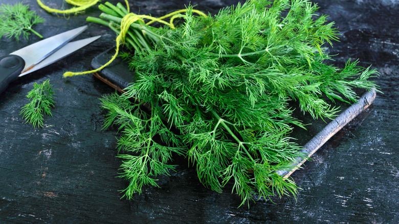 Fresh dill tied together on cutting board