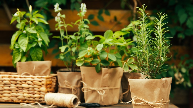 fresh pots of green herbs