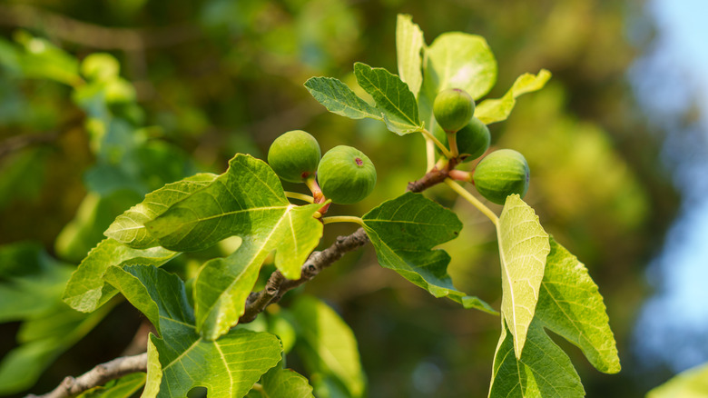 Fig leaves on tree