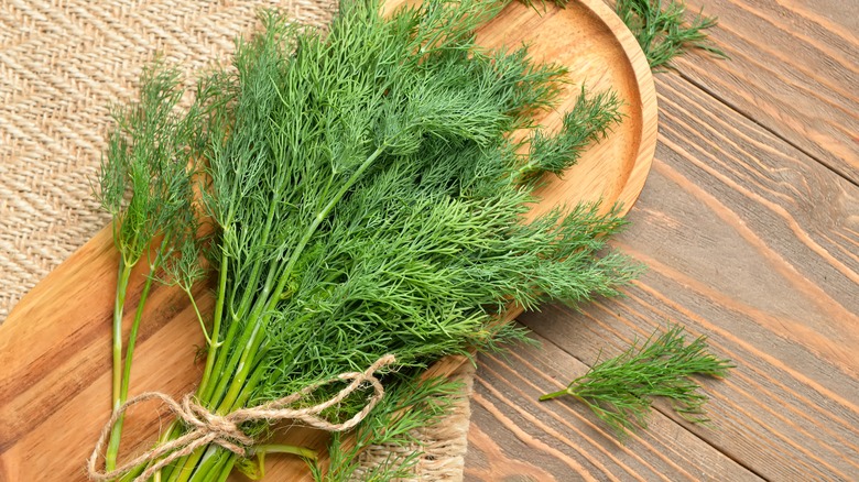 Fresh bunch of dill