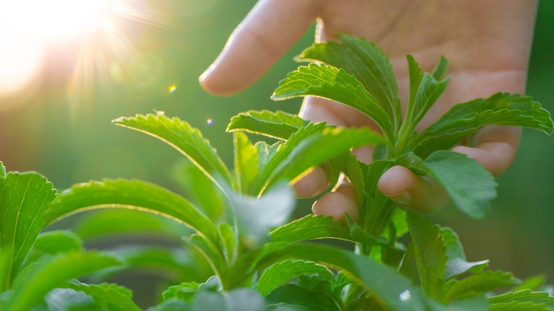 stevia plant and hand