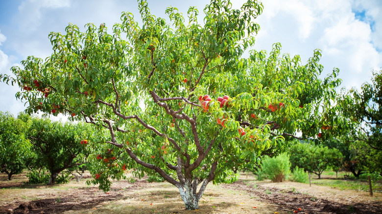 Peach tree in orchard