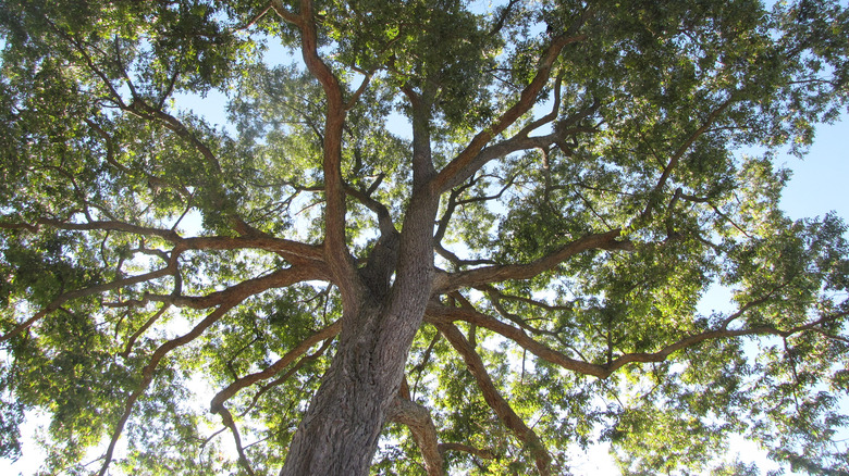 Mature pecan tree