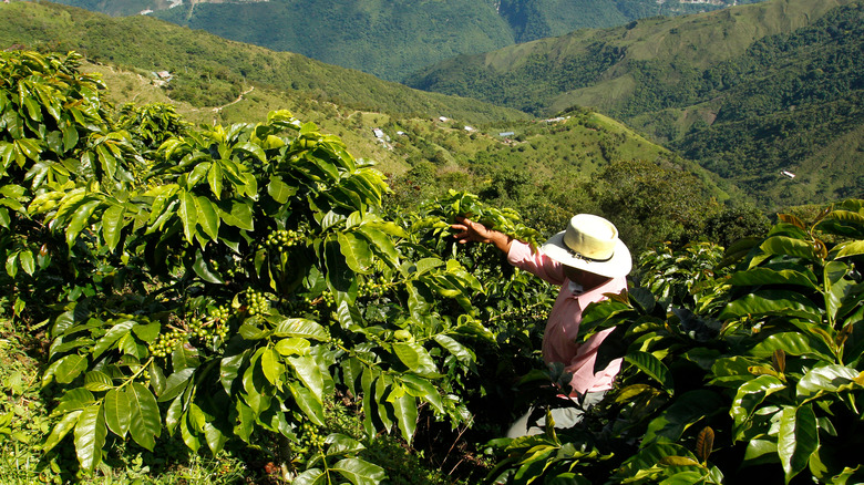 mountain landscape of coffee farm