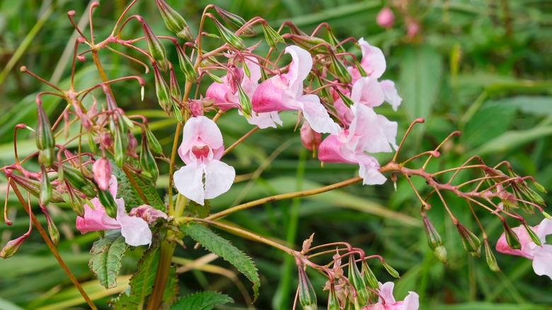 himlayan balsam flowers on bush