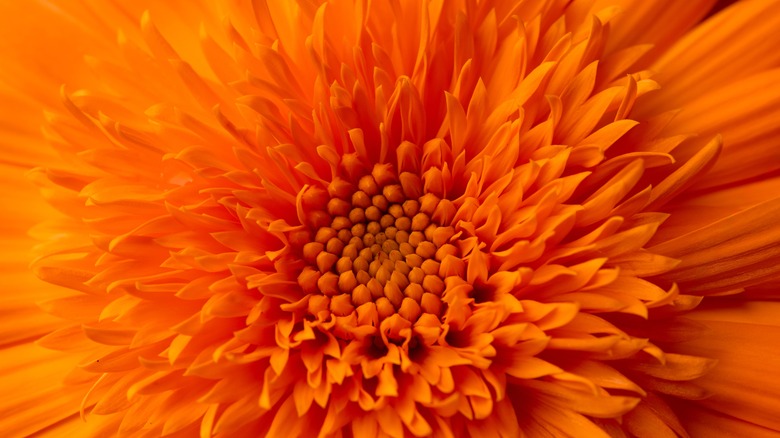 white sugar cake garnished with calendulas