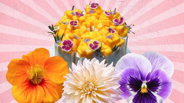 assorted colorful flowers against pink background