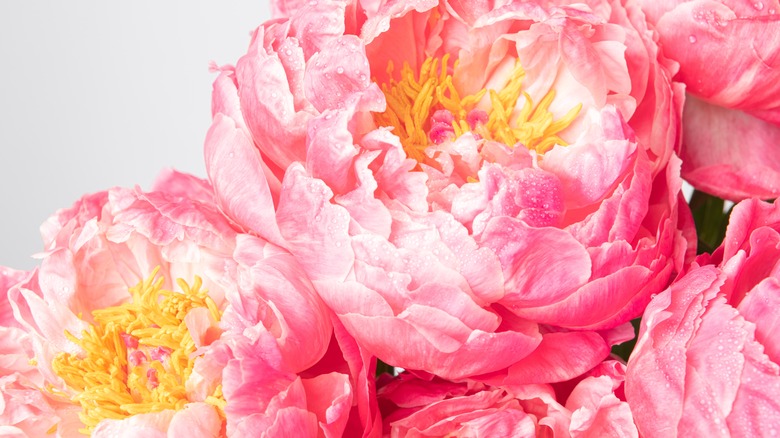 Peony flowers as background