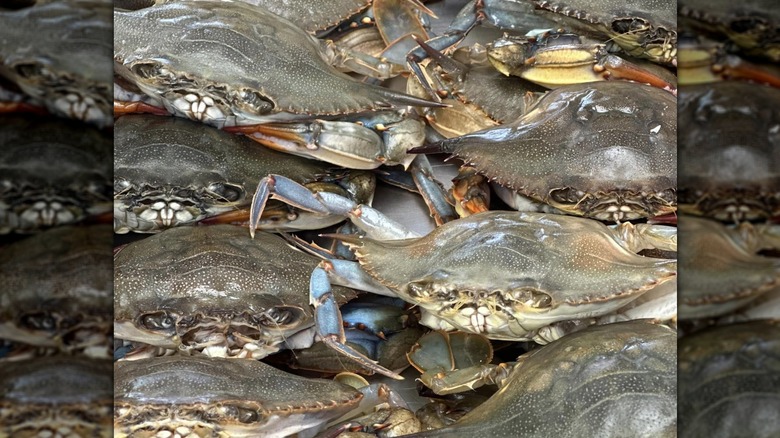 Stacks of blue crabs