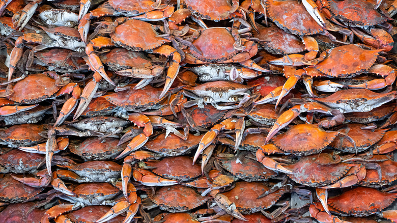 Piles of Maryland steamed crabs