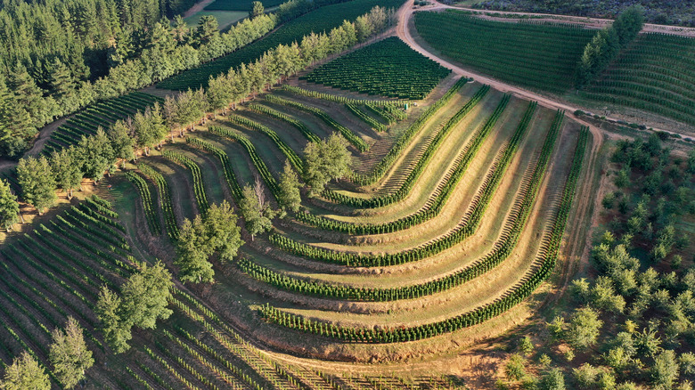 Arial view of vineyards