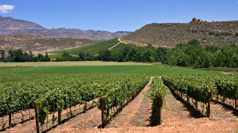 Vineyards against mountain range