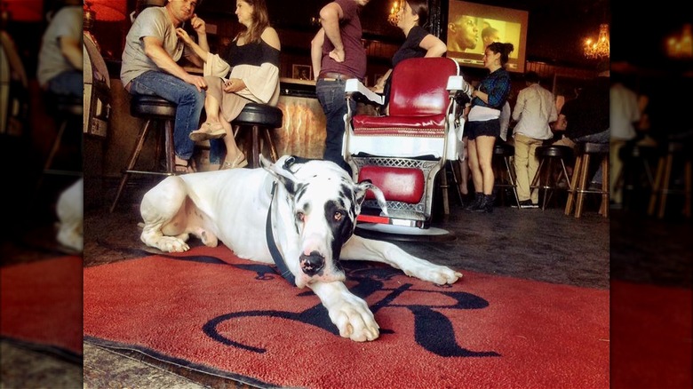 dog laying on bar carpet 