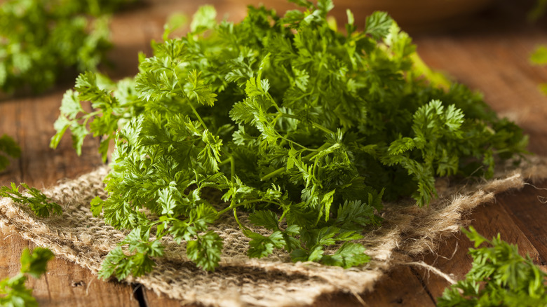 chervil on rustic wooden surface