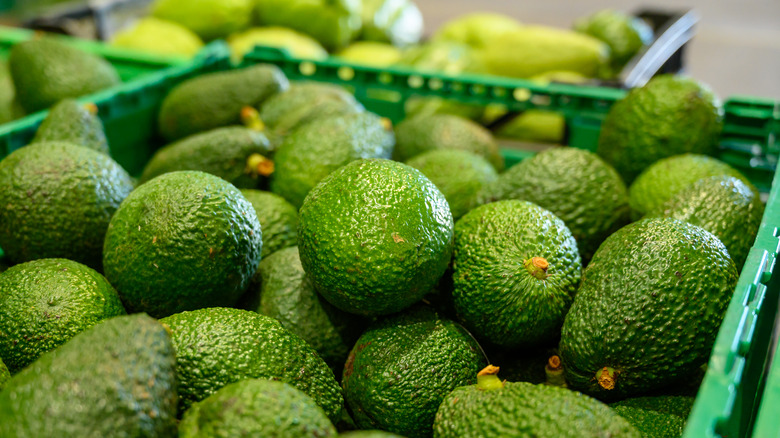 Crate of unripe avocados