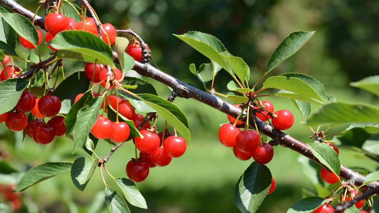 Montmorency tart cherries growing on tree