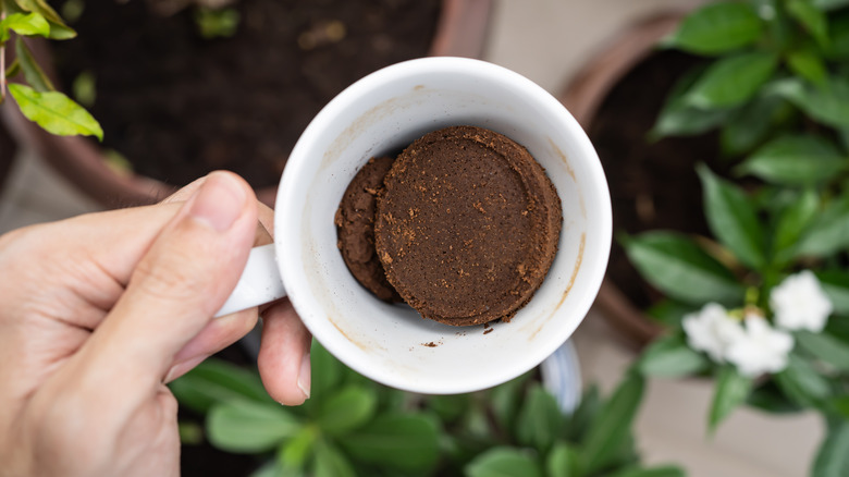 Coffee pucks in white mug