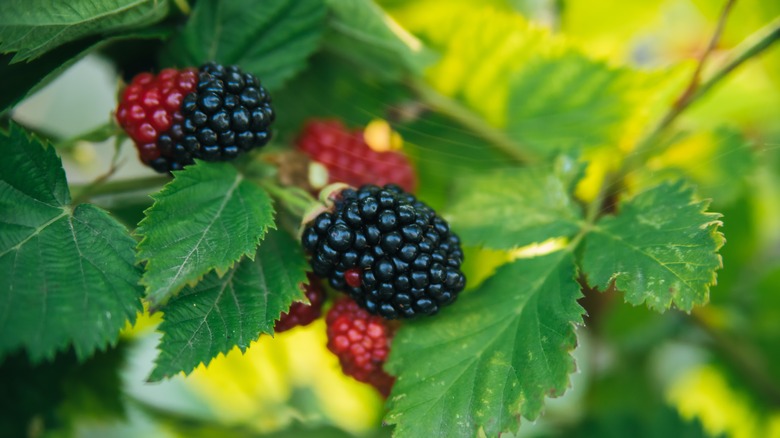 Blackberries on the bush