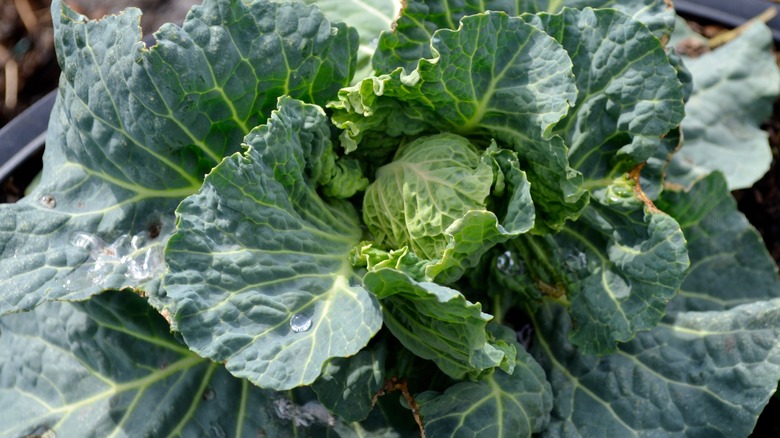 portuguese kale leaves