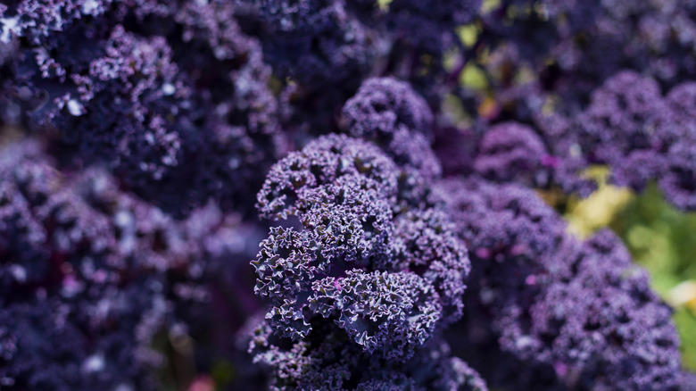 purple redbor kale