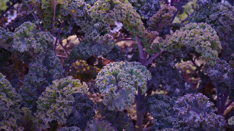 scarlet kale bunches
