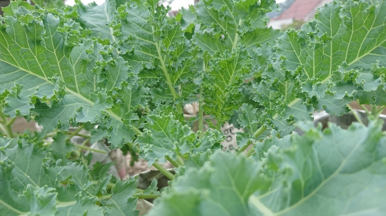 closeup siberian kale leaves