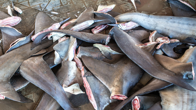 Pile of shark fins and shark tails