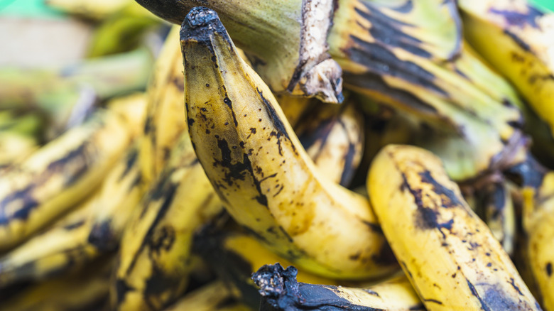 Ripe plantains on tree