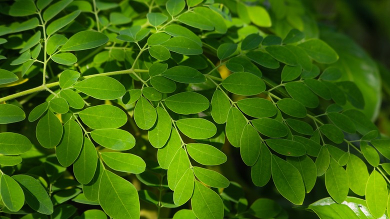 Branch with moringa leaves