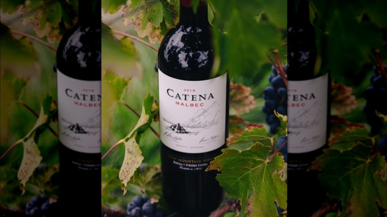 Bottle of malbec among leaves