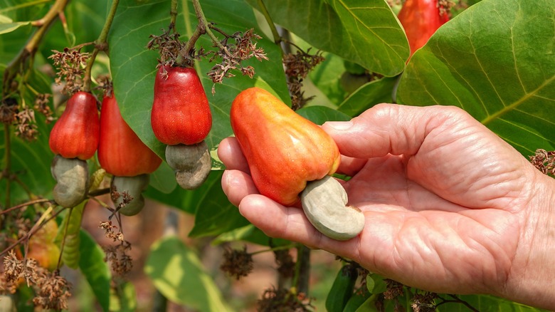 Hand picking cashew apple off tree