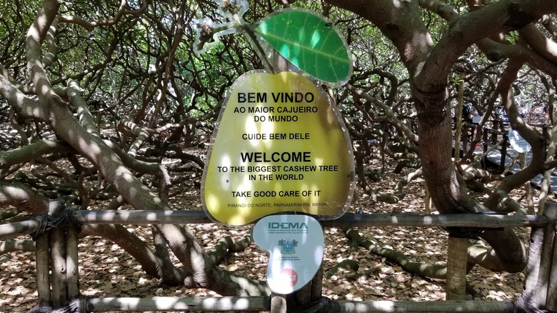 Cashew tree of Pirangi sign