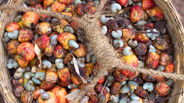 Basket of cashew fruit, drupes