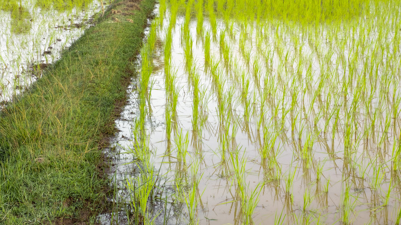 rice field with water