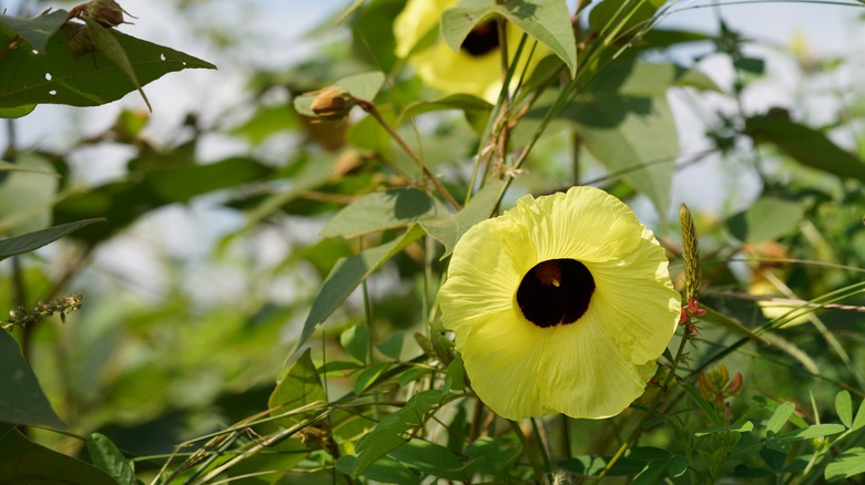 Sea hibiscus flower in bloom