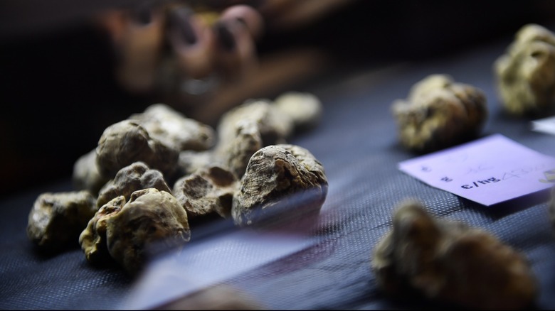 White truffles for sale