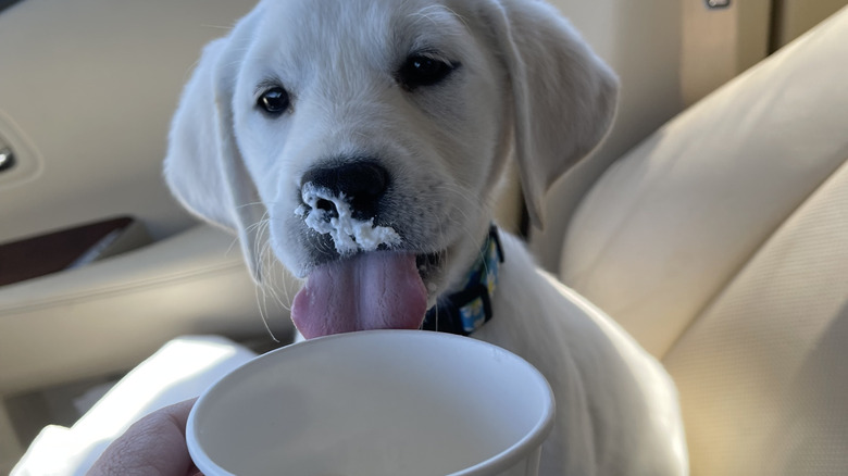 White lab puppy eating whipped cream out of pup cup
